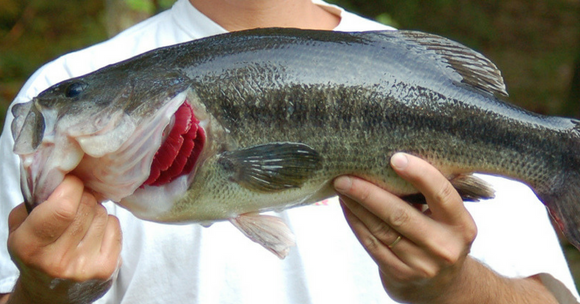 How to Properly Handle Bass During Catch & Release