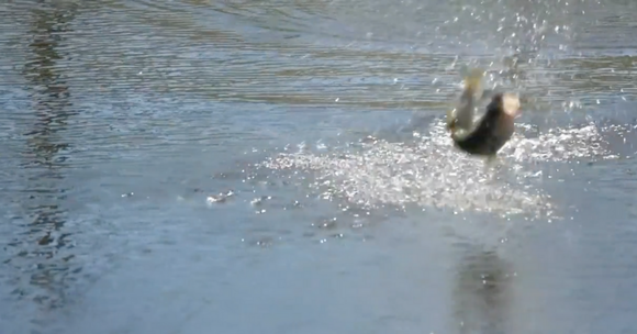 Insane Topwater Froggin' Explosions