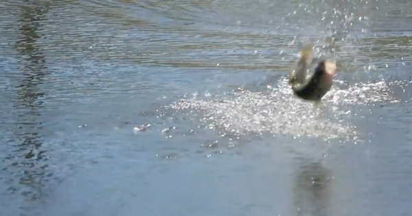 Insane Topwater Froggin' Explosions - Precise Angler